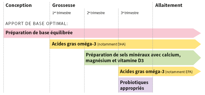Apport de base optimal