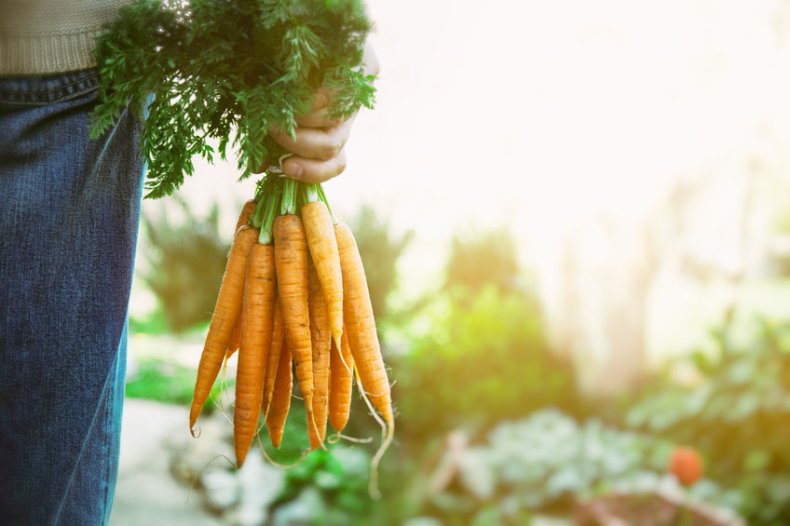Carottes fraîches bio dans la main d’un agriculteur