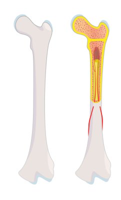 Illustration sur fond blanc: anatomie de l’os