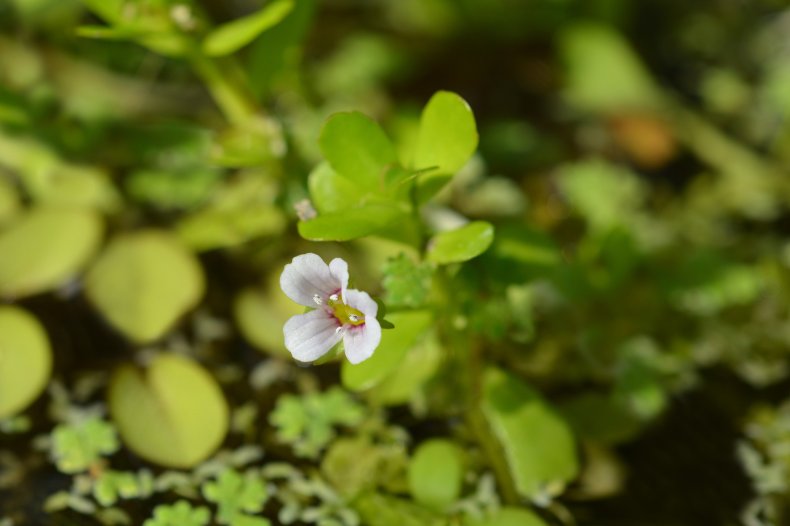 kleine weisse Bl&uuml;te mit gr&uuml;nen Bl&auml;ttern, Sumpfpflanze