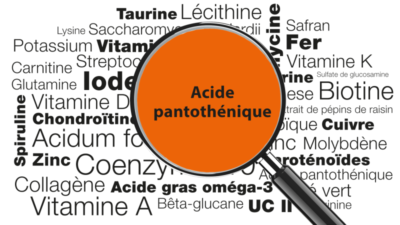 Loupe focalisée sur les mots Acide pantothénique