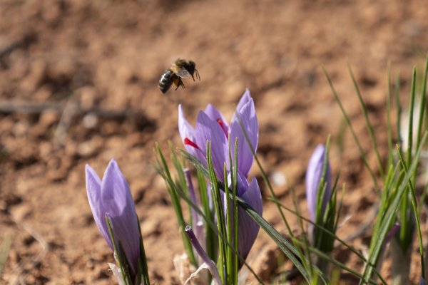 Fleurs de safran violettes dans un champ