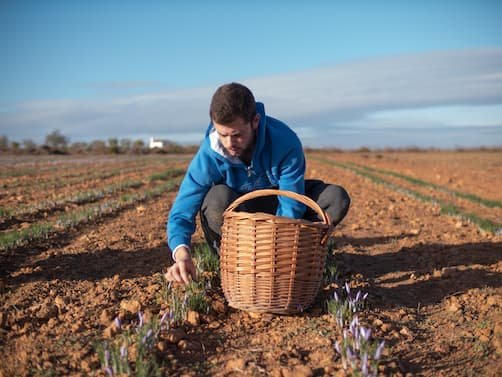 Biene fliegt über die Safranpflanzen auf dem Feld