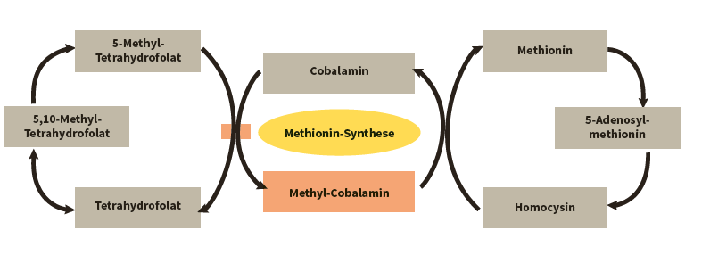 Umwandlungsprozess von Vitamin B12 in Körper