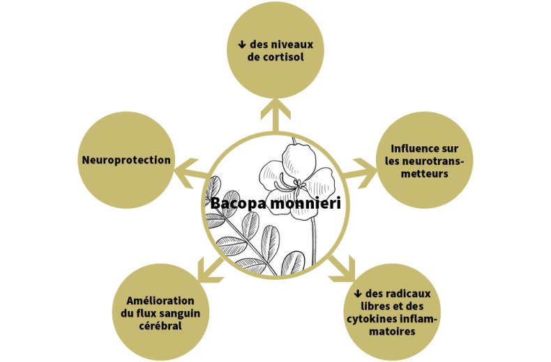 Mögliche Wirkmechanismen von Bacopa monnieri auf kognitive Fähigkeiten