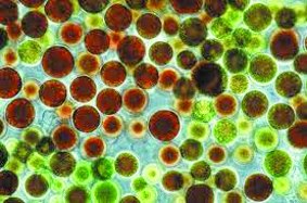 Microalgues grossies au microscope