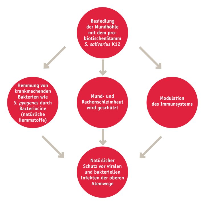 Wirkung von Streptococcus salivarius » Infografik | Burgerstein Foundation
