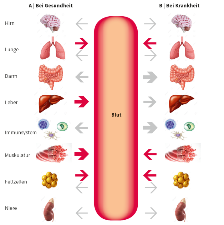 Glutamin-produzierende und -verbrauchende Gewebe
