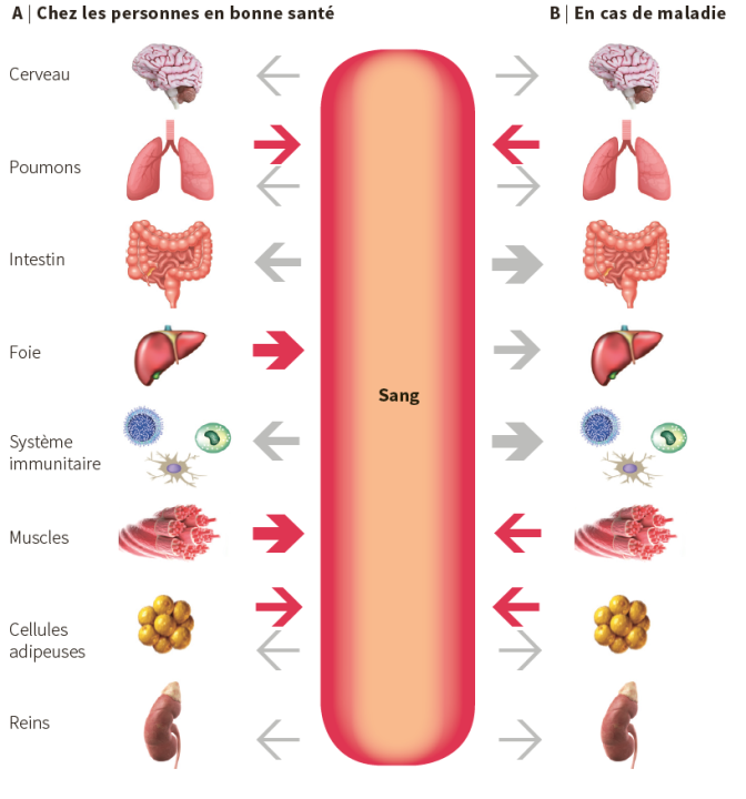 Tissus produisant et consommant de la glutamine