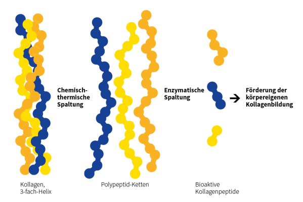 Kollagen 3-fach-Helix  und ihre Enzymatische Spaltung in bioaktive Kollagenpeptide