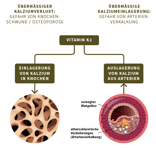 Funktion von Vitamin K2 in Bezug auf Kalzium