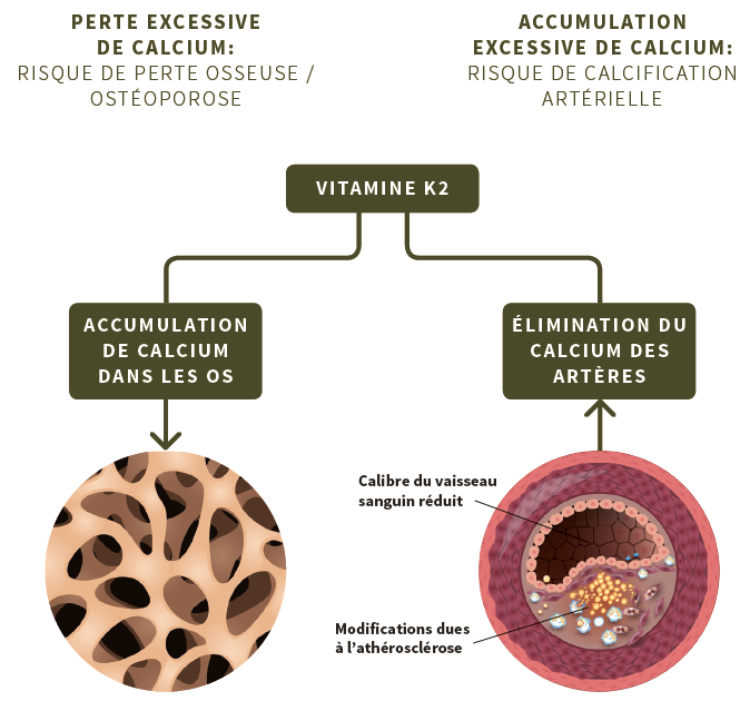 Fonction de la vitamine K2 concernant le calcium