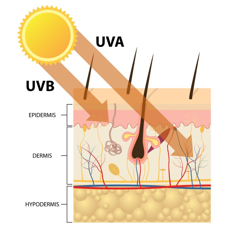 Eindringen der UV-Strahlen in verschiedene Hautschichten » Grafik | Burgerstein Foundation