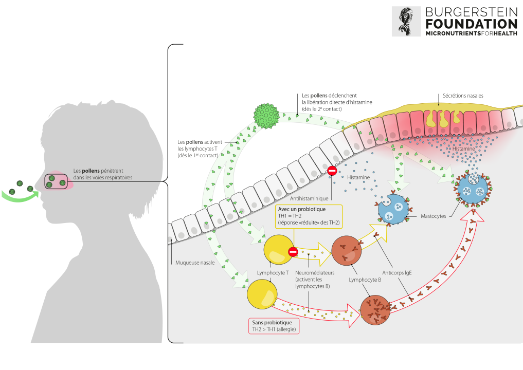 Graphique expliquant les processus qui se produisent dans l’organisme lors du rhume des foins avec et sans probiotiques