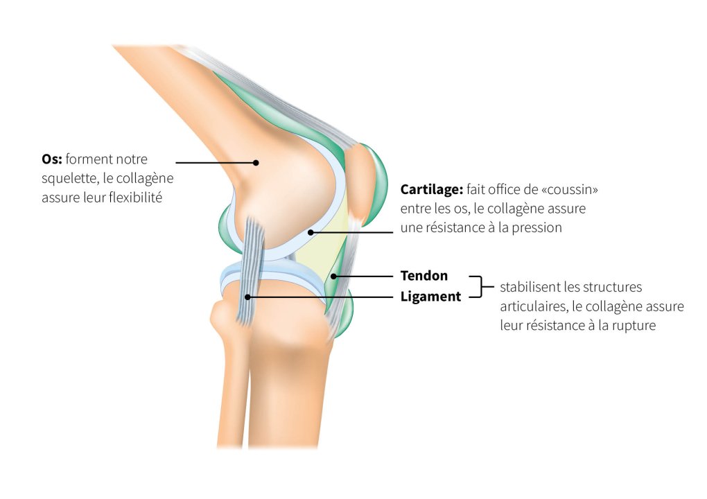Aufbau des Kniegelenks mit Knorpel, Sehnen und Bändern