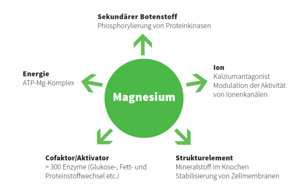 Funktionen von Magnesium im K&ouml;rper &raquo; Grafik | Burgerstein Foundation