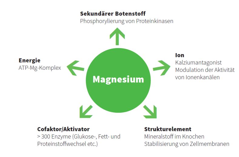 Funktionen von Magnesium im K&ouml;rper &raquo; Grafik | Burgerstein Foundation