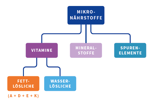 Übersicht Mikronährstoffe für die Knochengesundheit | Burgerstein Foundation
