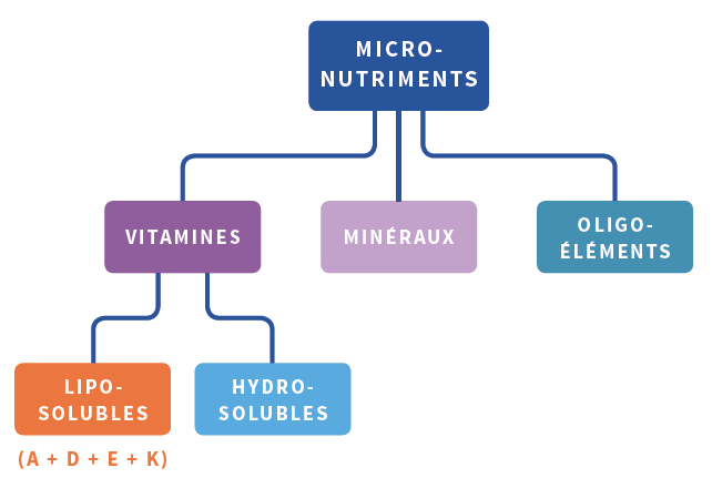 Aperçu des micronutriments