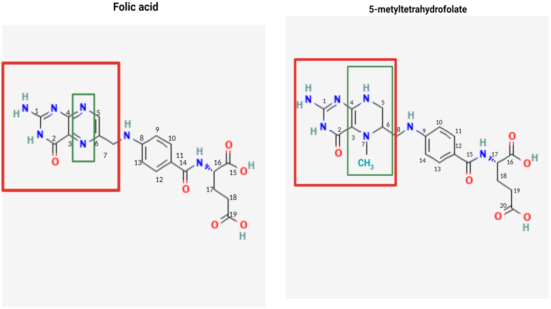 Die chemischen Strukturen von Folsäure und 5-MTHF (5)