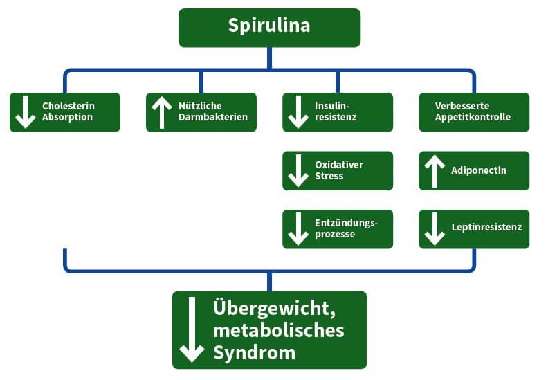 Grafische Darstellung der Wirkungen von Spirulina gegen Erkrankungen des metabolischen Syndroms | Wirkmechanismen von Spirulina (adaptiert nach Moradi et al. 20194)