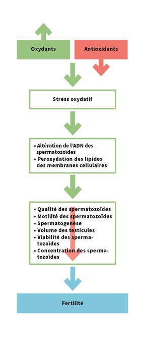 Coenzym Q10 erhöht die Spermienqualität » Grafik | Burgerstein Foundation