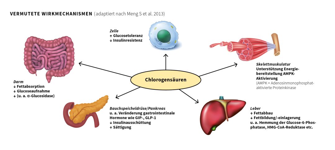 Grafik über vermutete Wirkmechanismen von grünem Kaffeextrakt auf Darm, Zelle, Muskulatur, Leber und Bauchspeicheldrüse